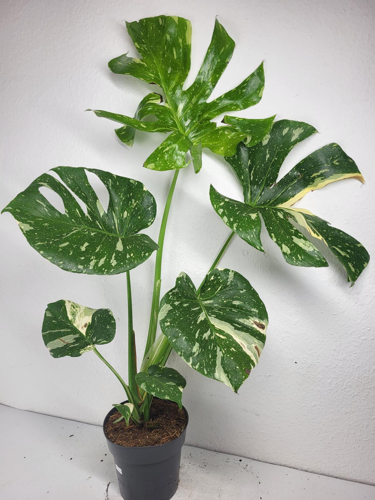 Monstera Thai Constellation