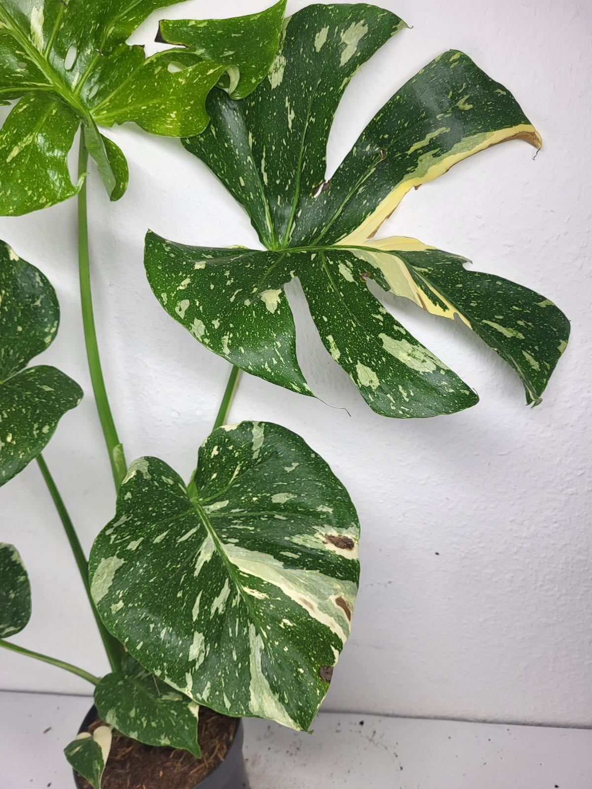 Monstera Thai Constellation