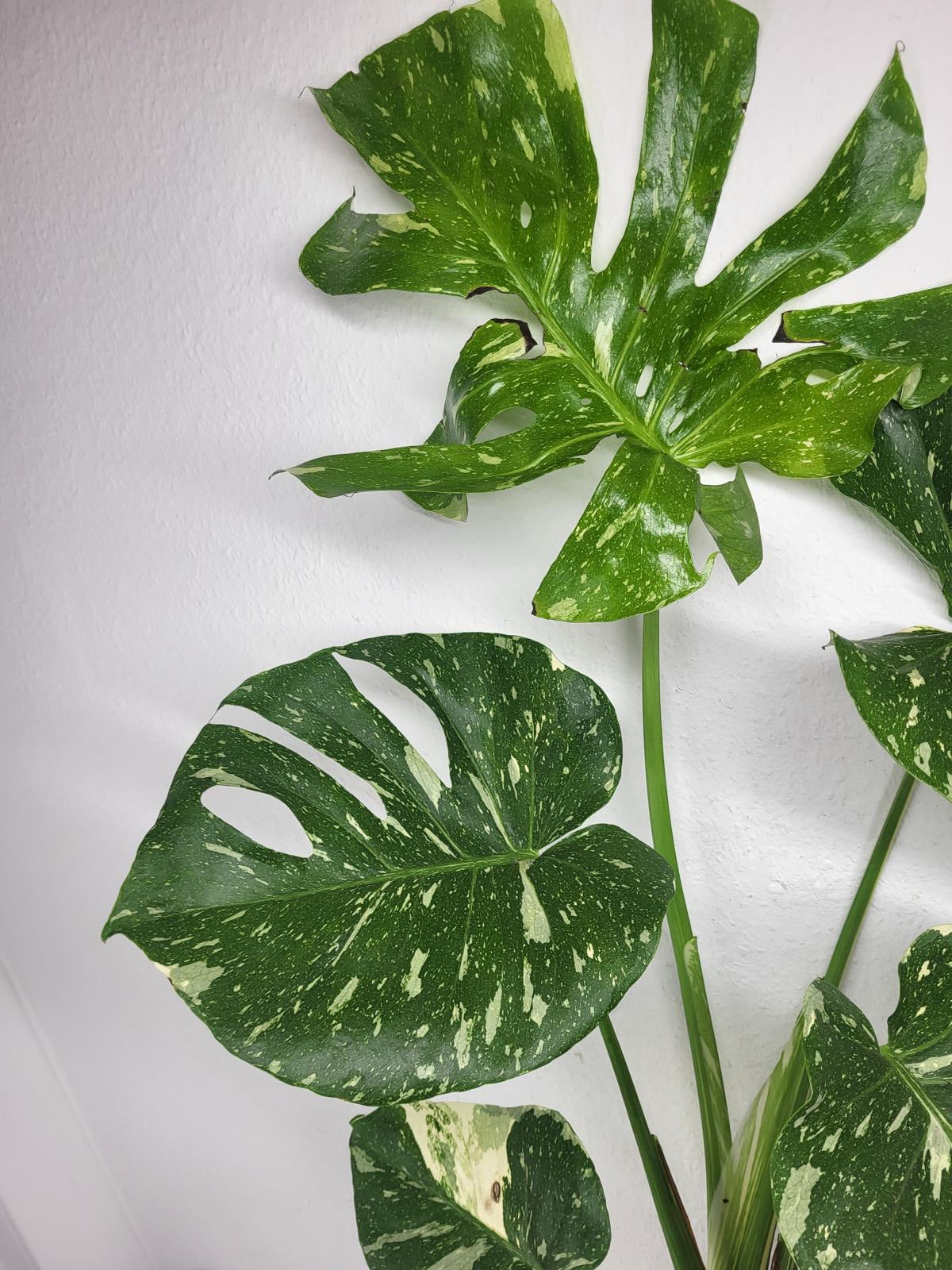 Monstera Thai Constellation