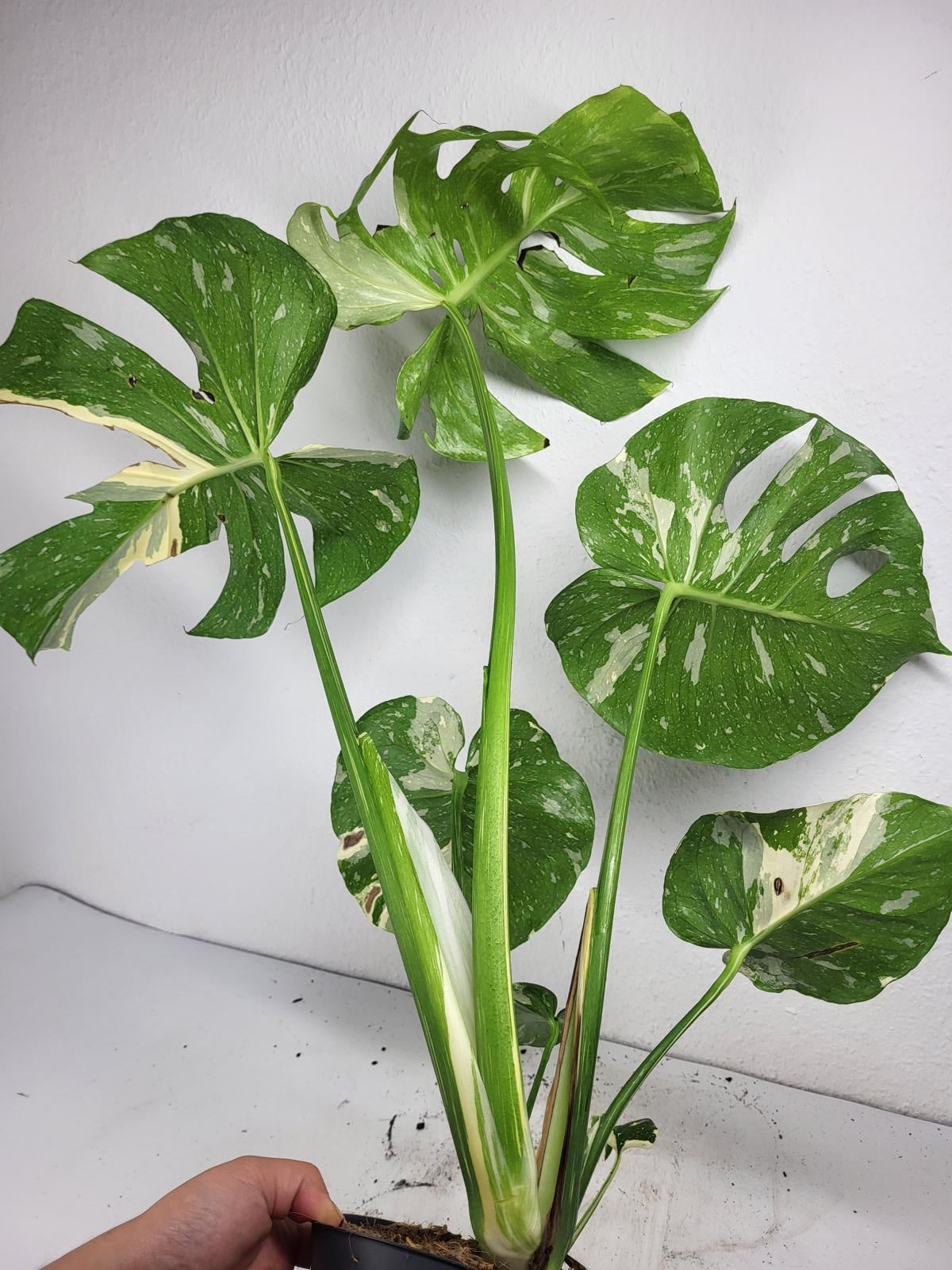 Monstera Thai Constellation