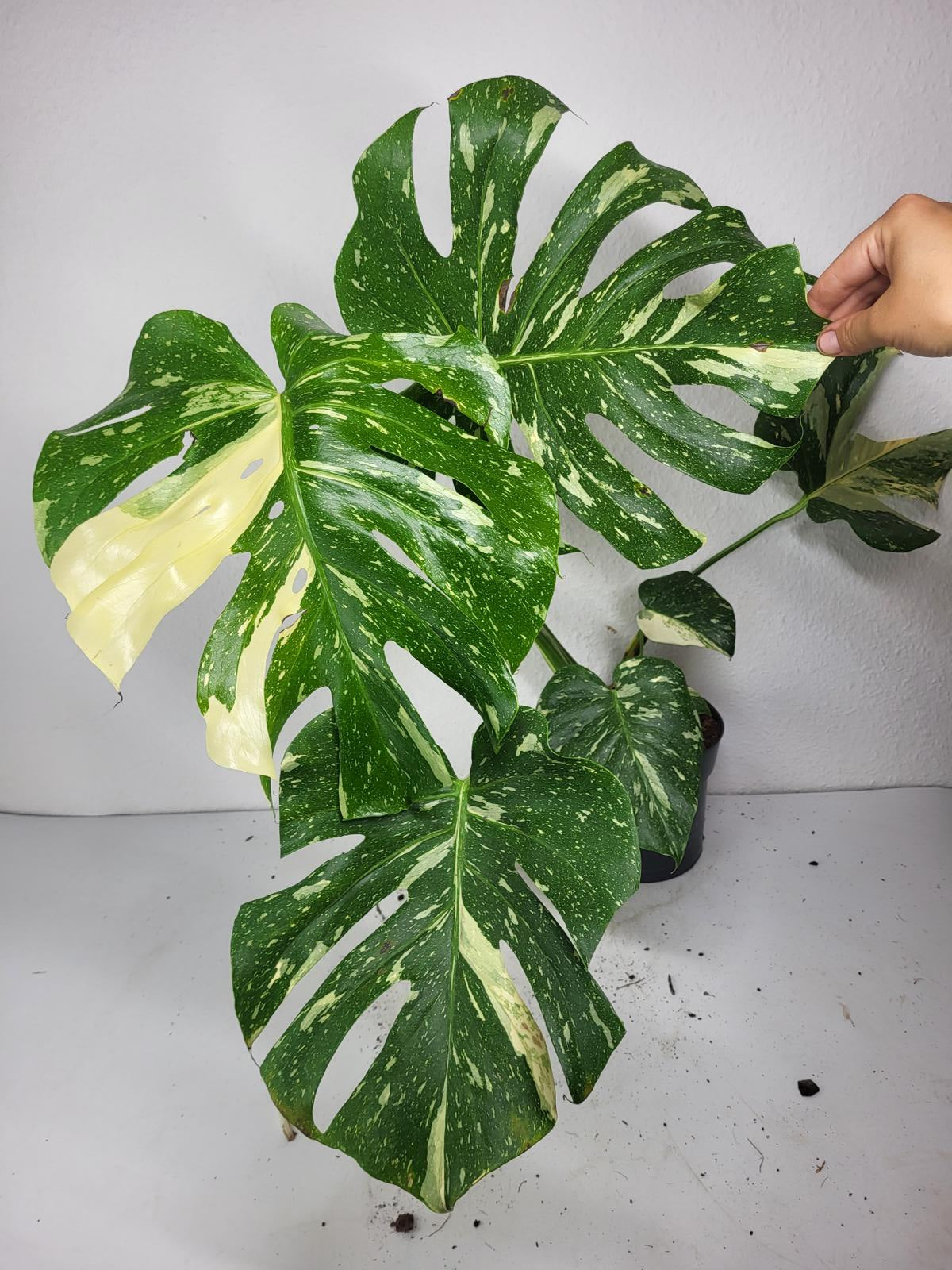 Monstera Thai Constellation