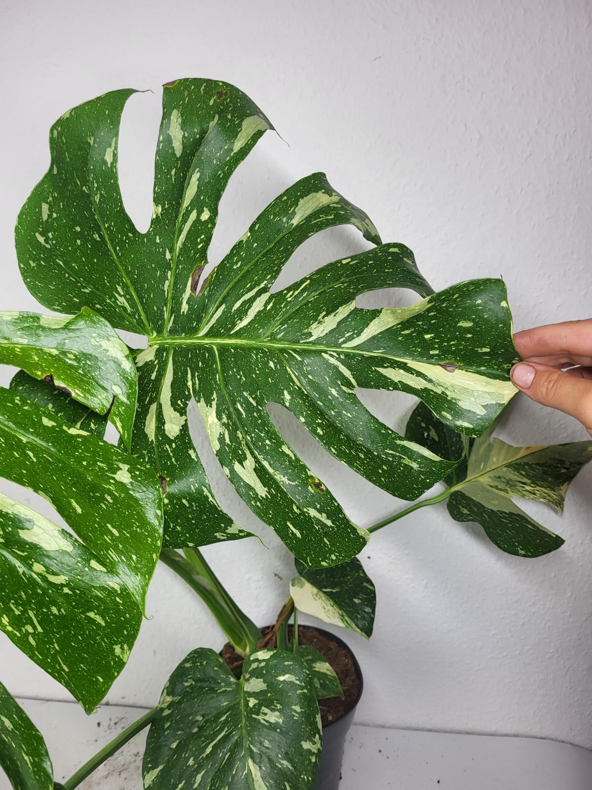 Monstera Thai Constellation