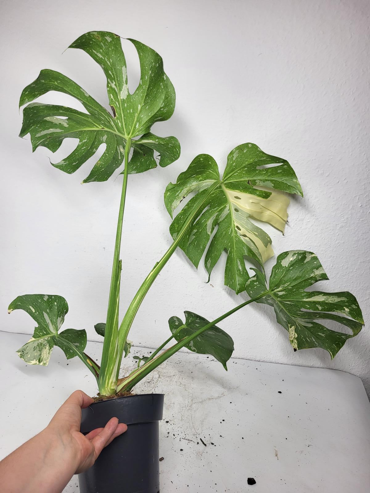 Monstera Thai Constellation