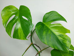 Monstera Aurea Steckling