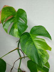 Monstera Aurea Steckling