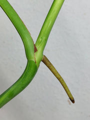 Monstera Aurea Steckling