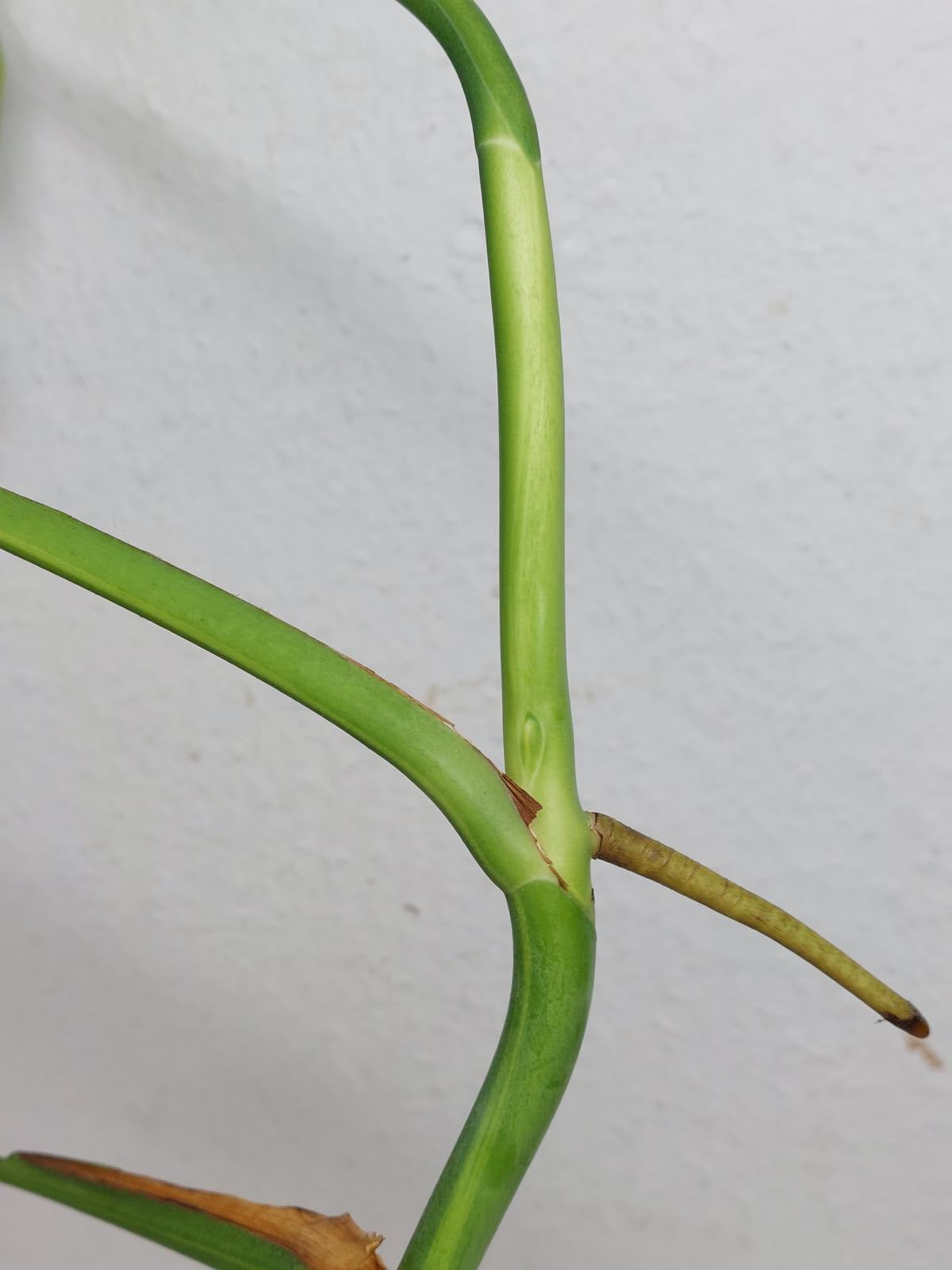Monstera Aurea Steckling