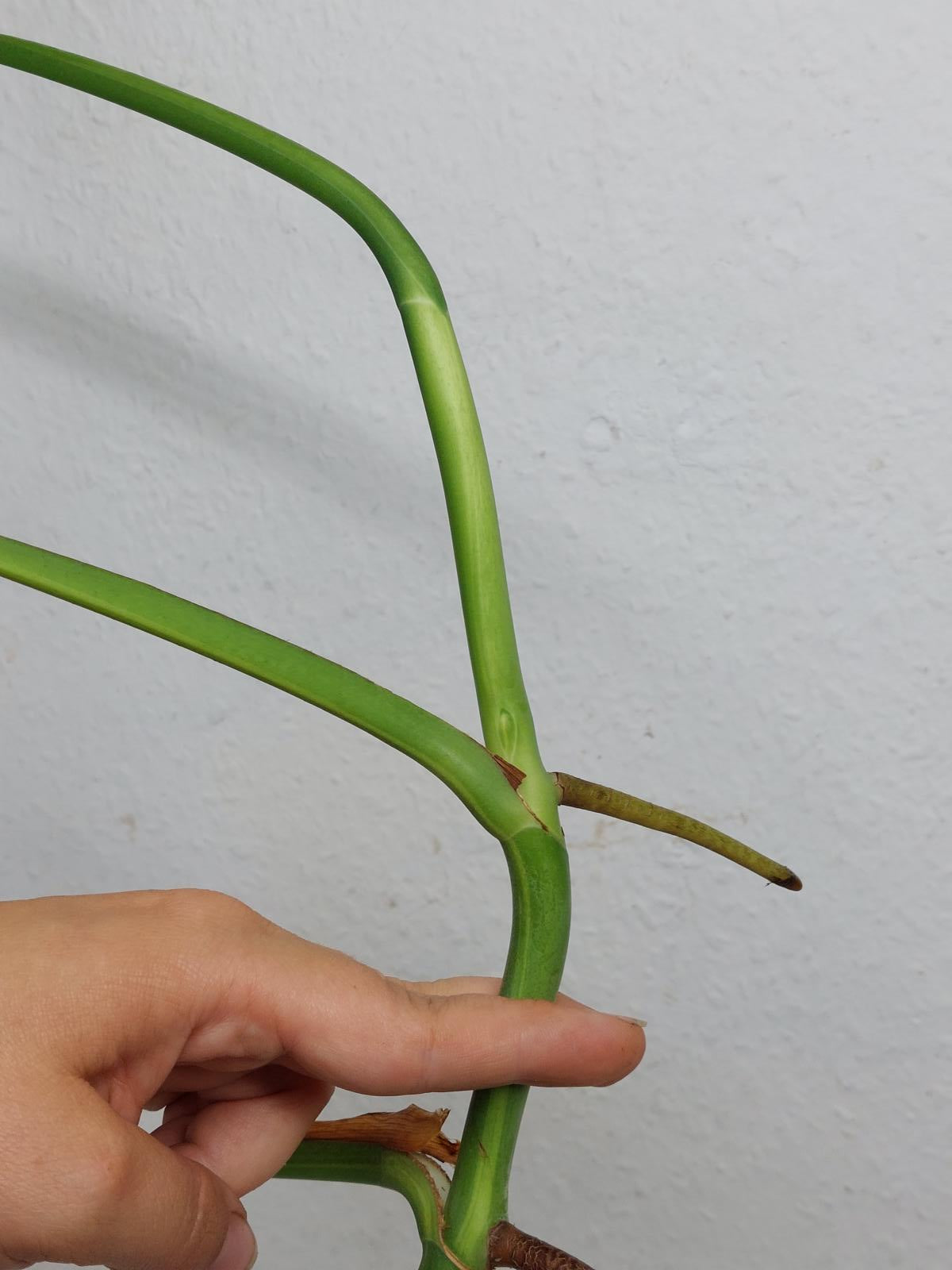 Monstera Aurea Steckling