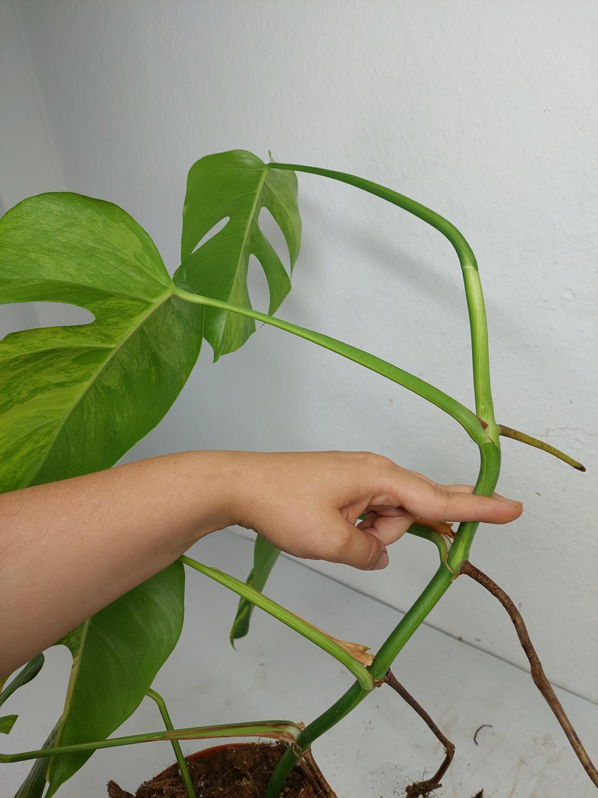 Monstera Aurea Steckling