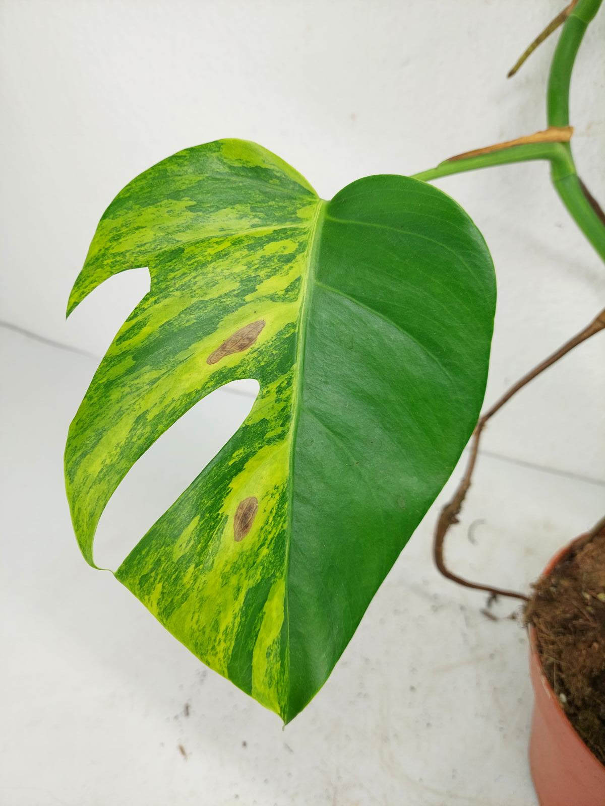 Monstera Aurea Steckling