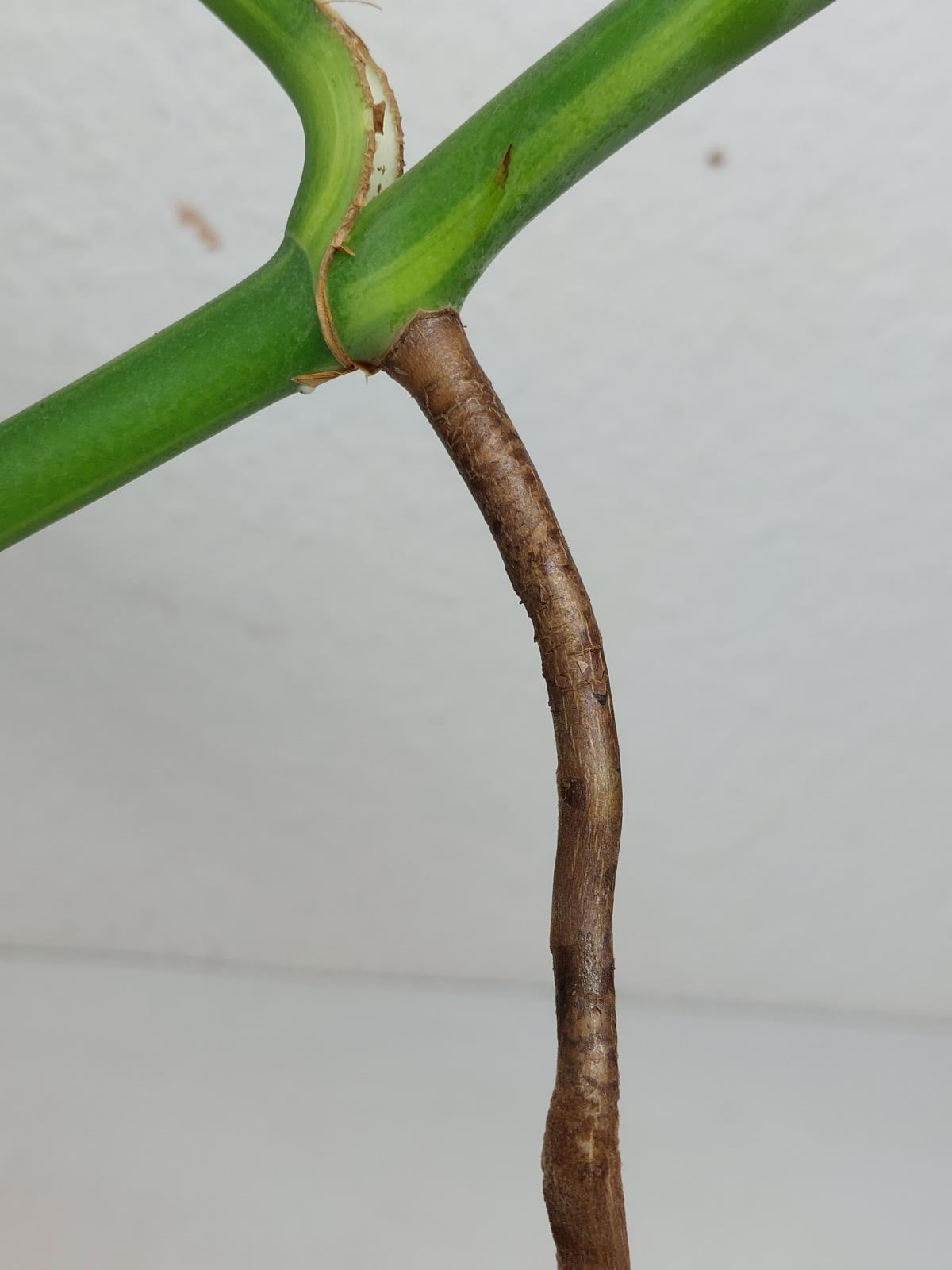 Monstera Aurea Steckling