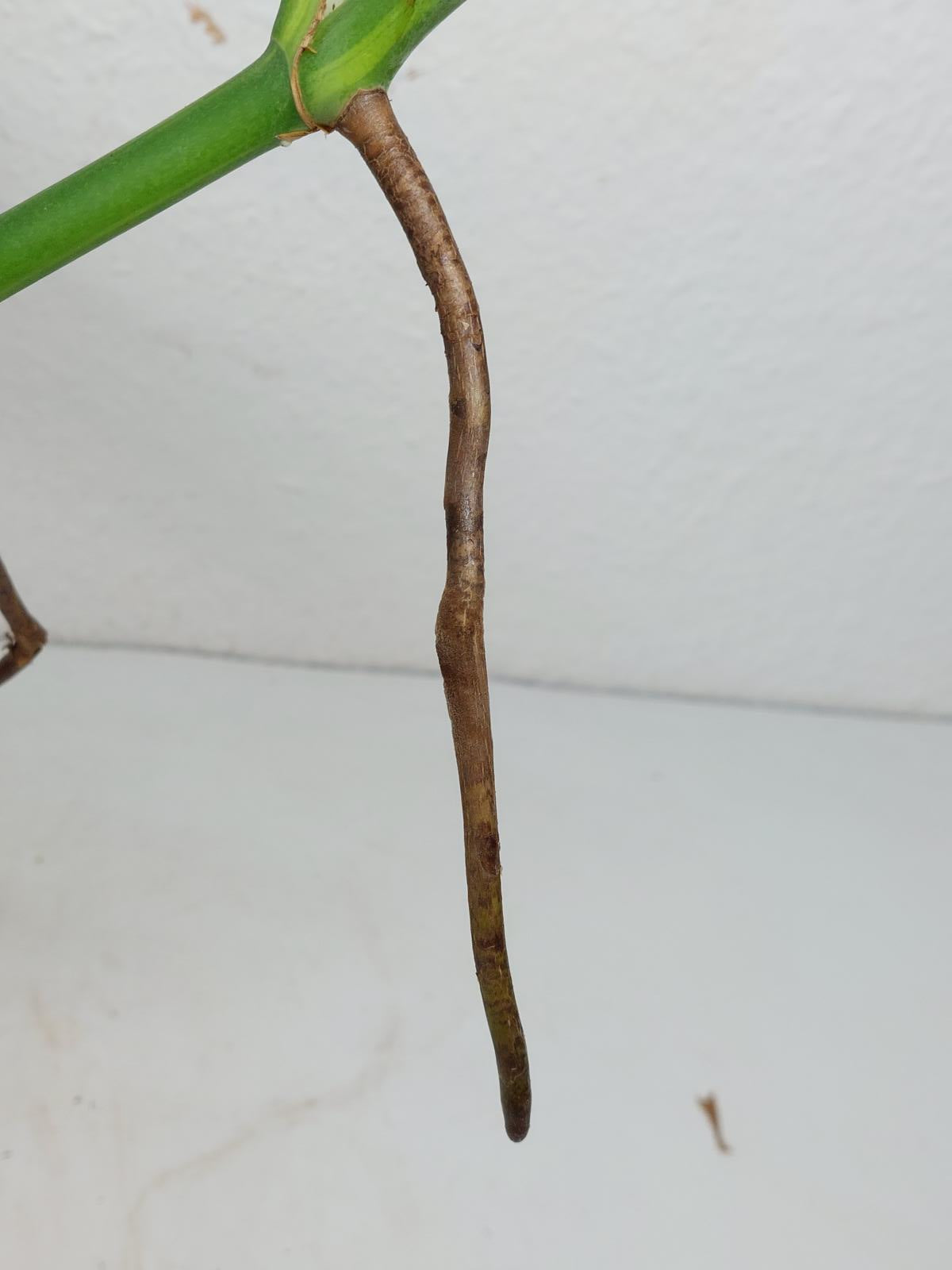 Monstera Aurea Steckling