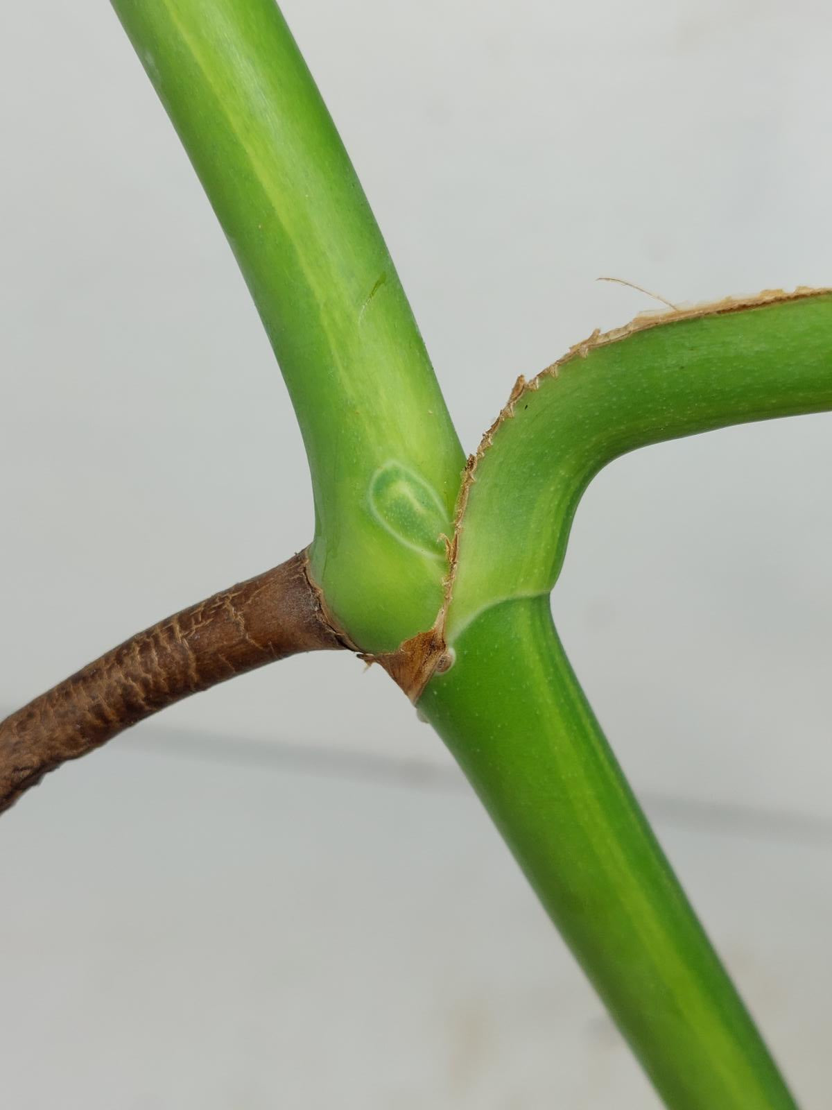 Monstera Aurea Steckling
