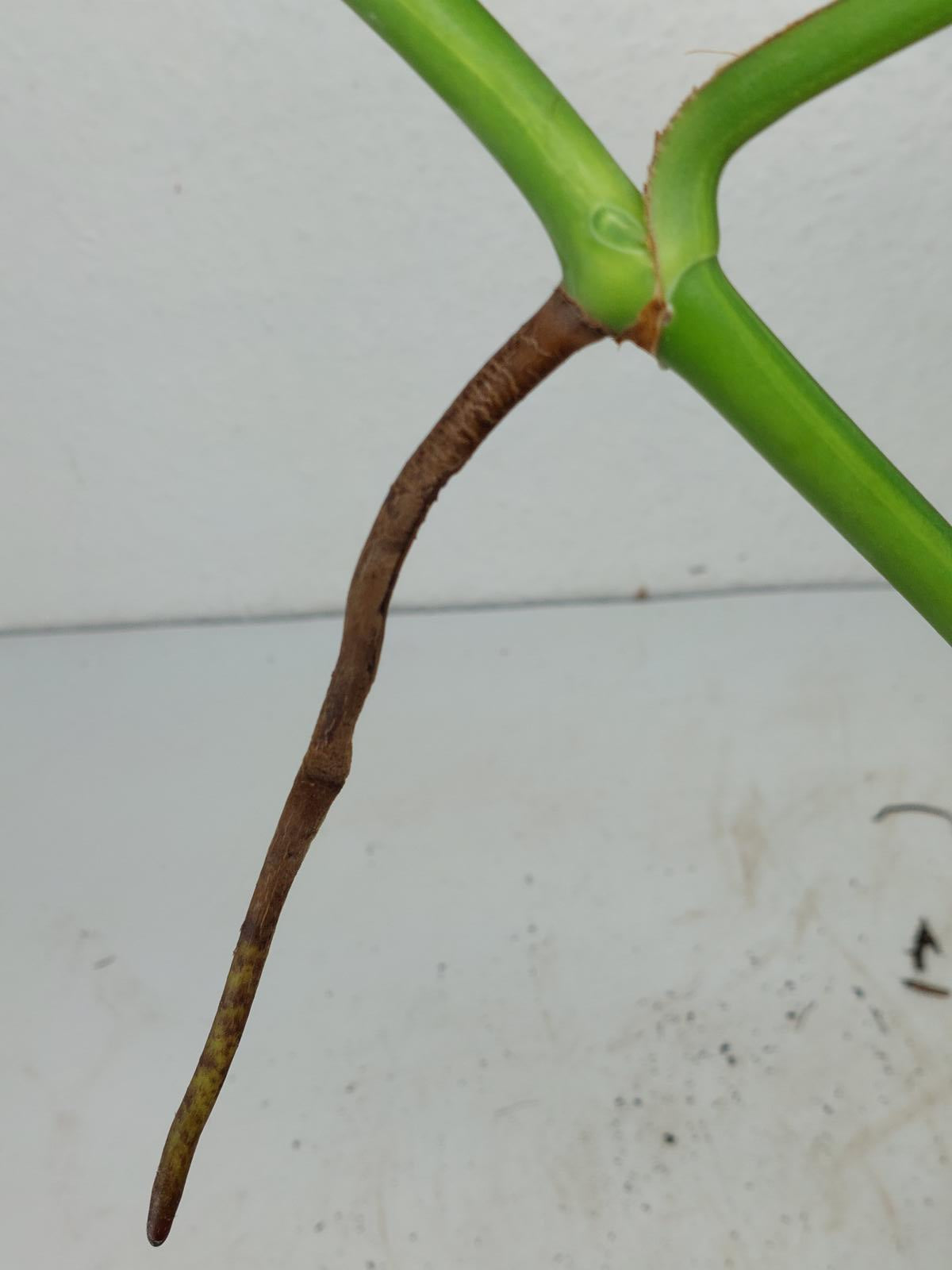 Monstera Aurea Steckling