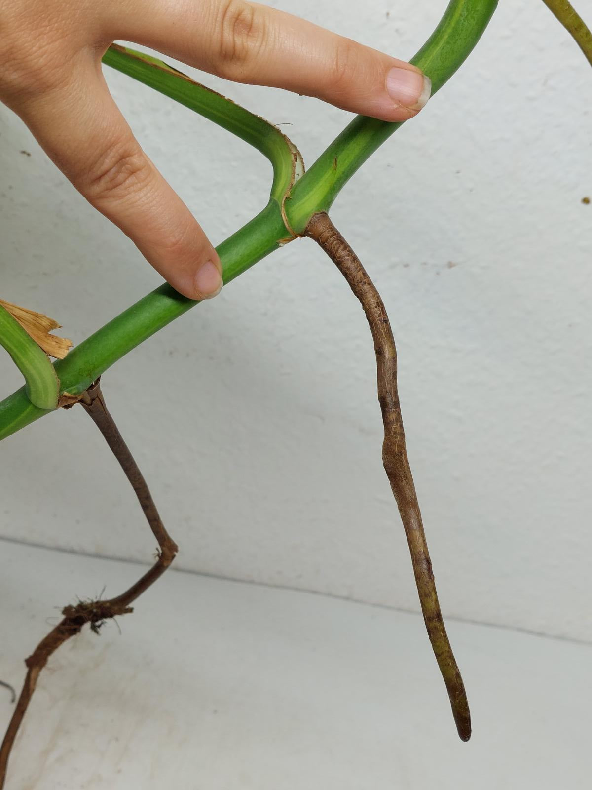Monstera Aurea Steckling