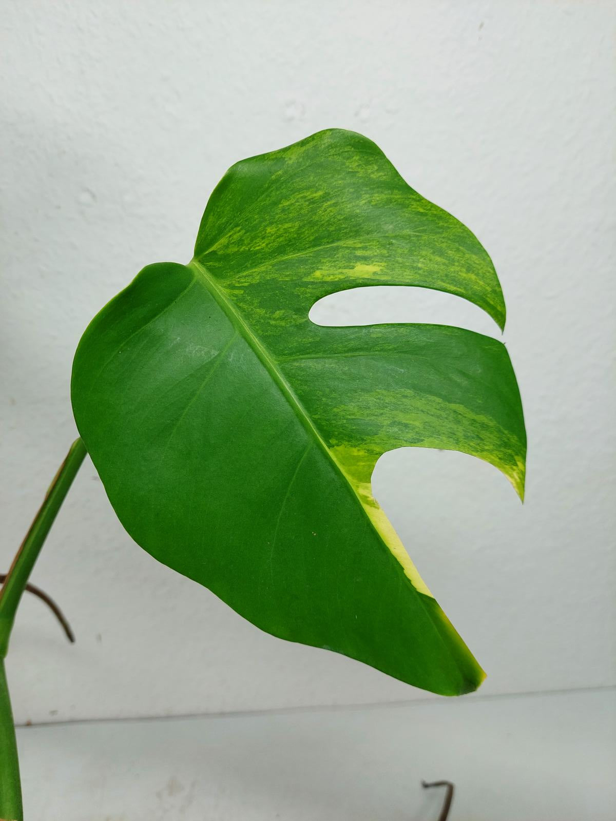 Monstera Aurea Steckling