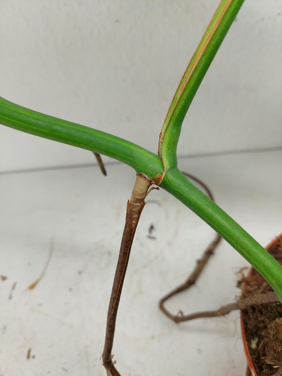 Monstera Aurea Steckling