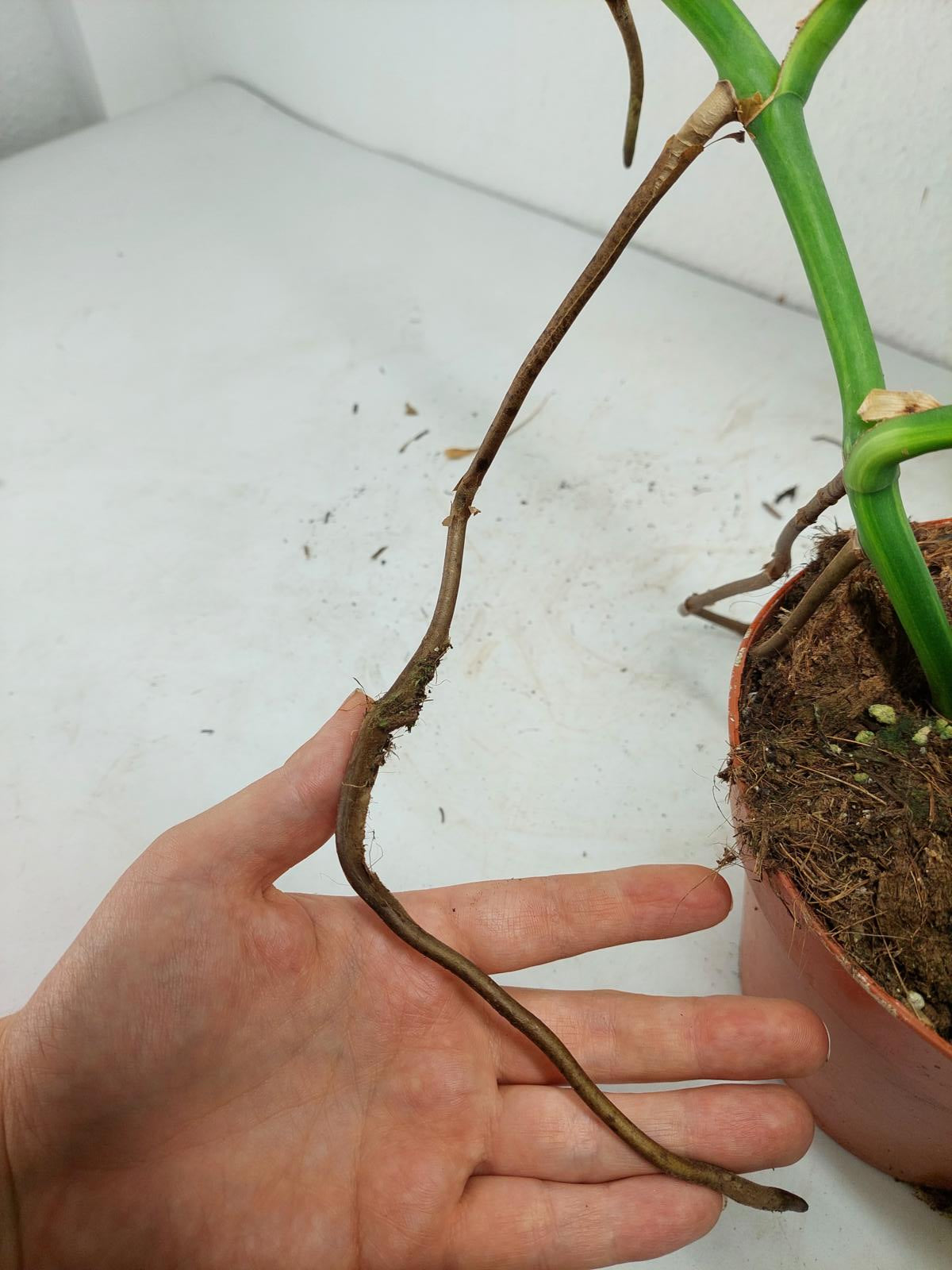 Monstera Aurea Steckling