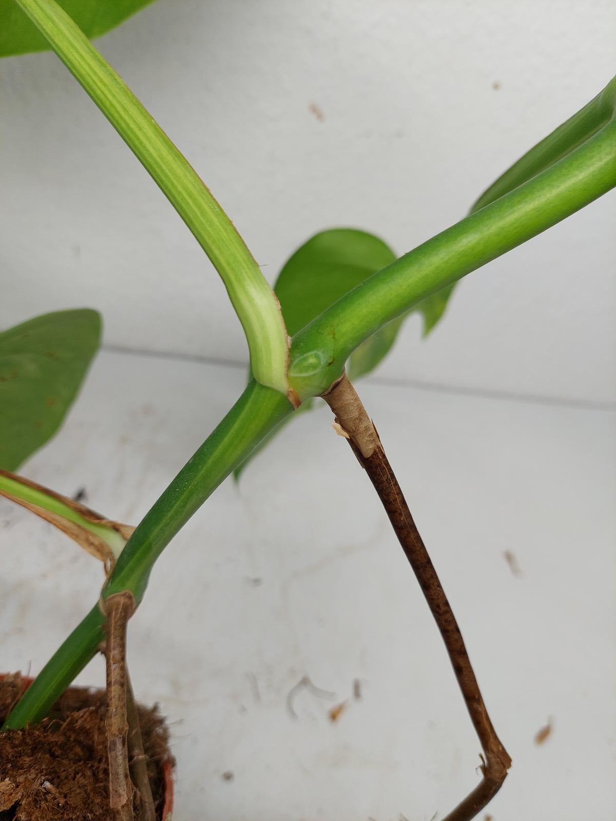 Monstera Aurea Steckling