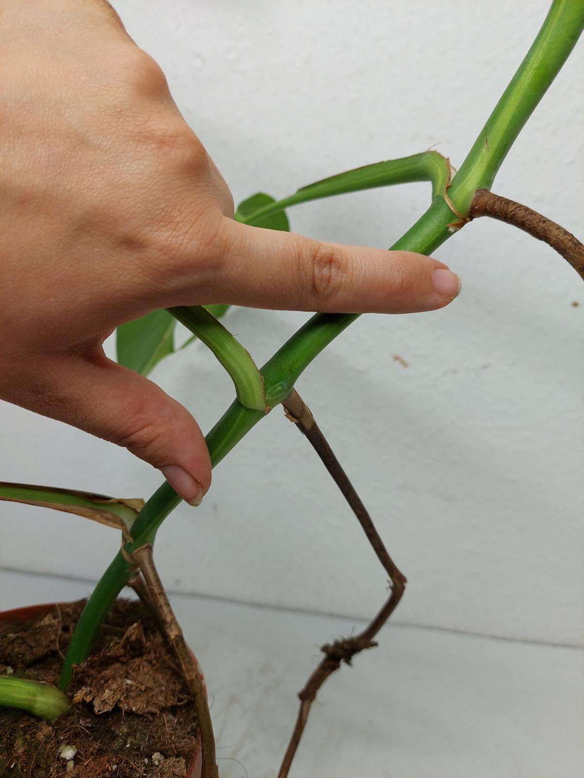 Monstera Aurea Steckling