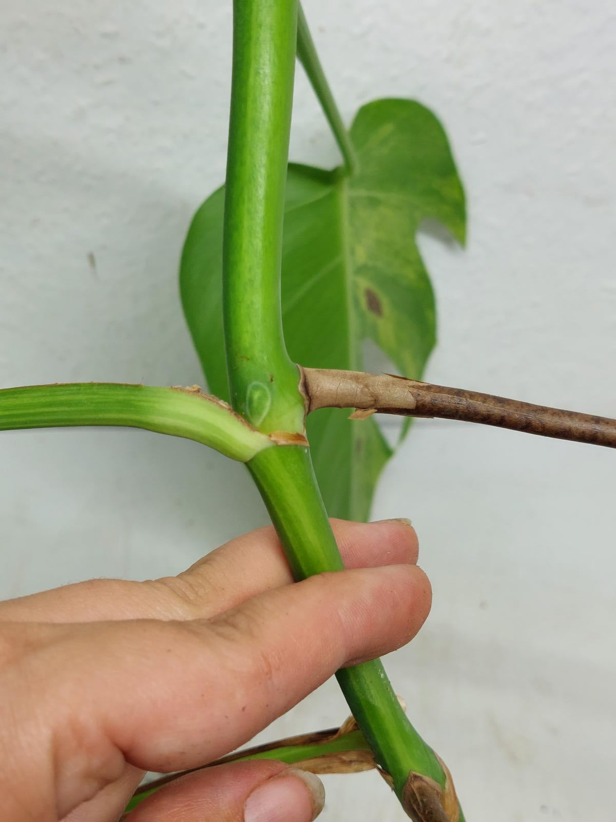 Monstera Aurea Steckling