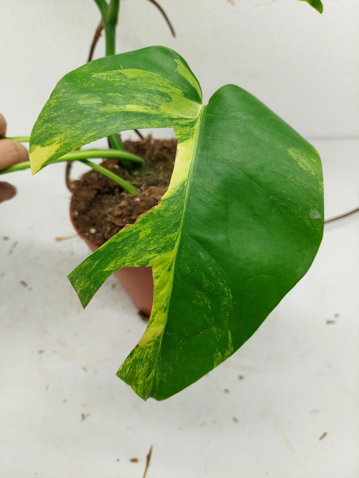 Monstera Aurea Steckling