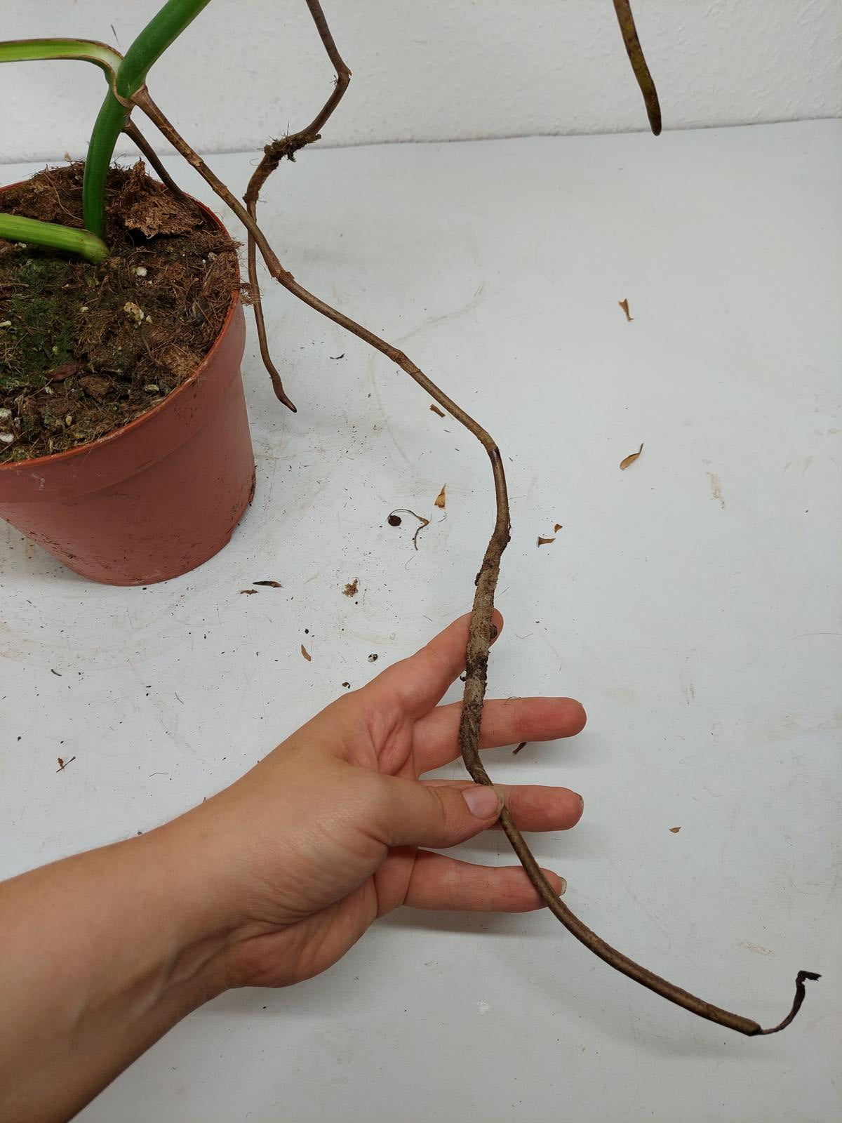 Monstera Aurea Steckling