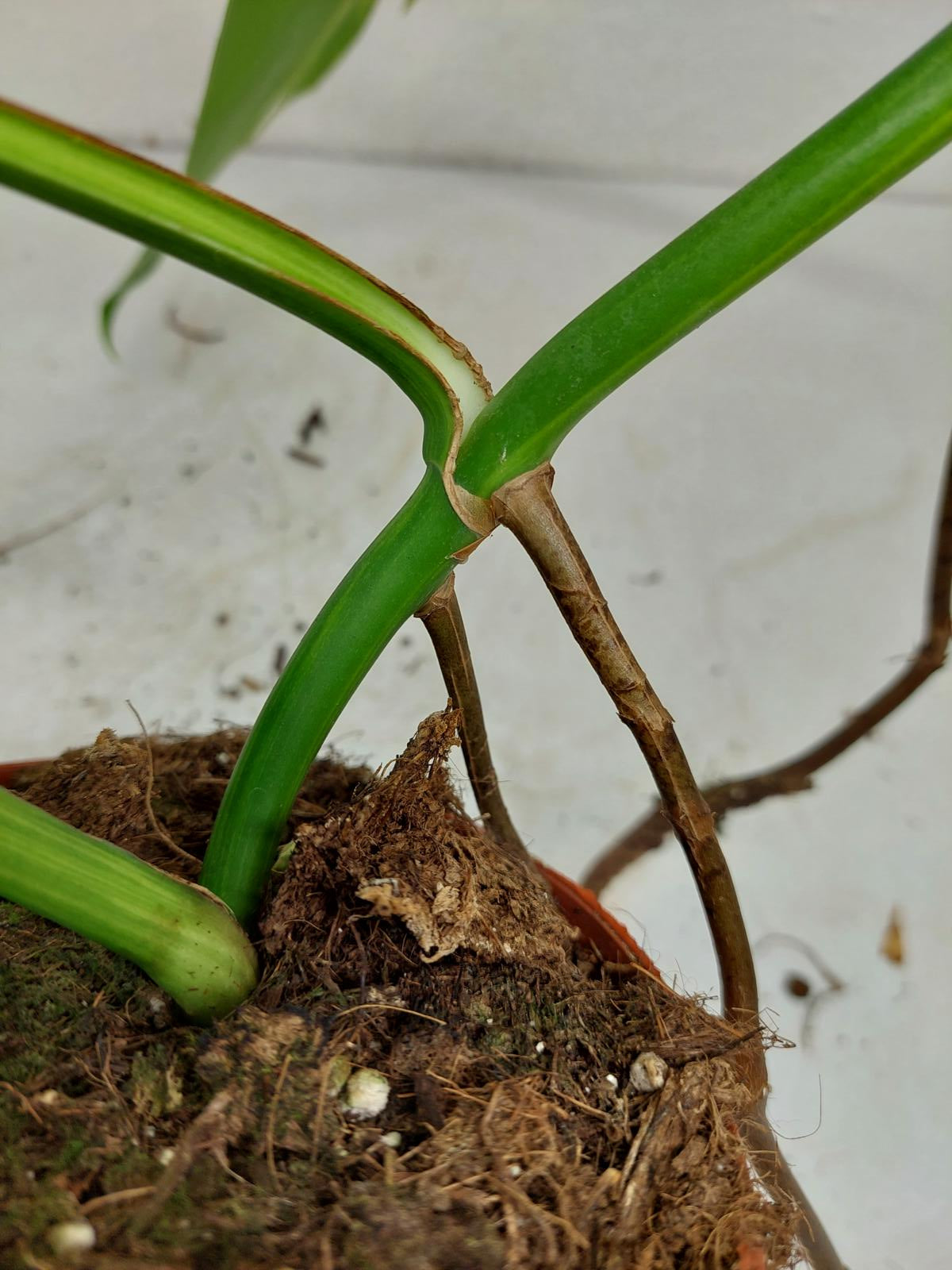 Monstera Aurea Steckling