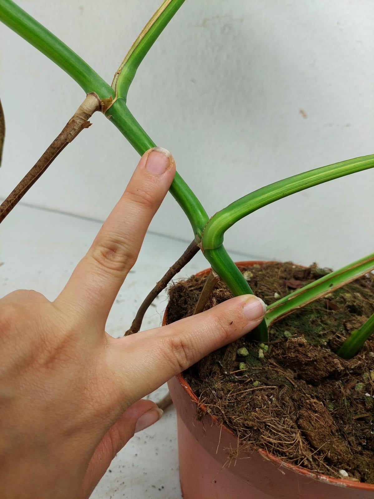 Monstera Aurea Steckling