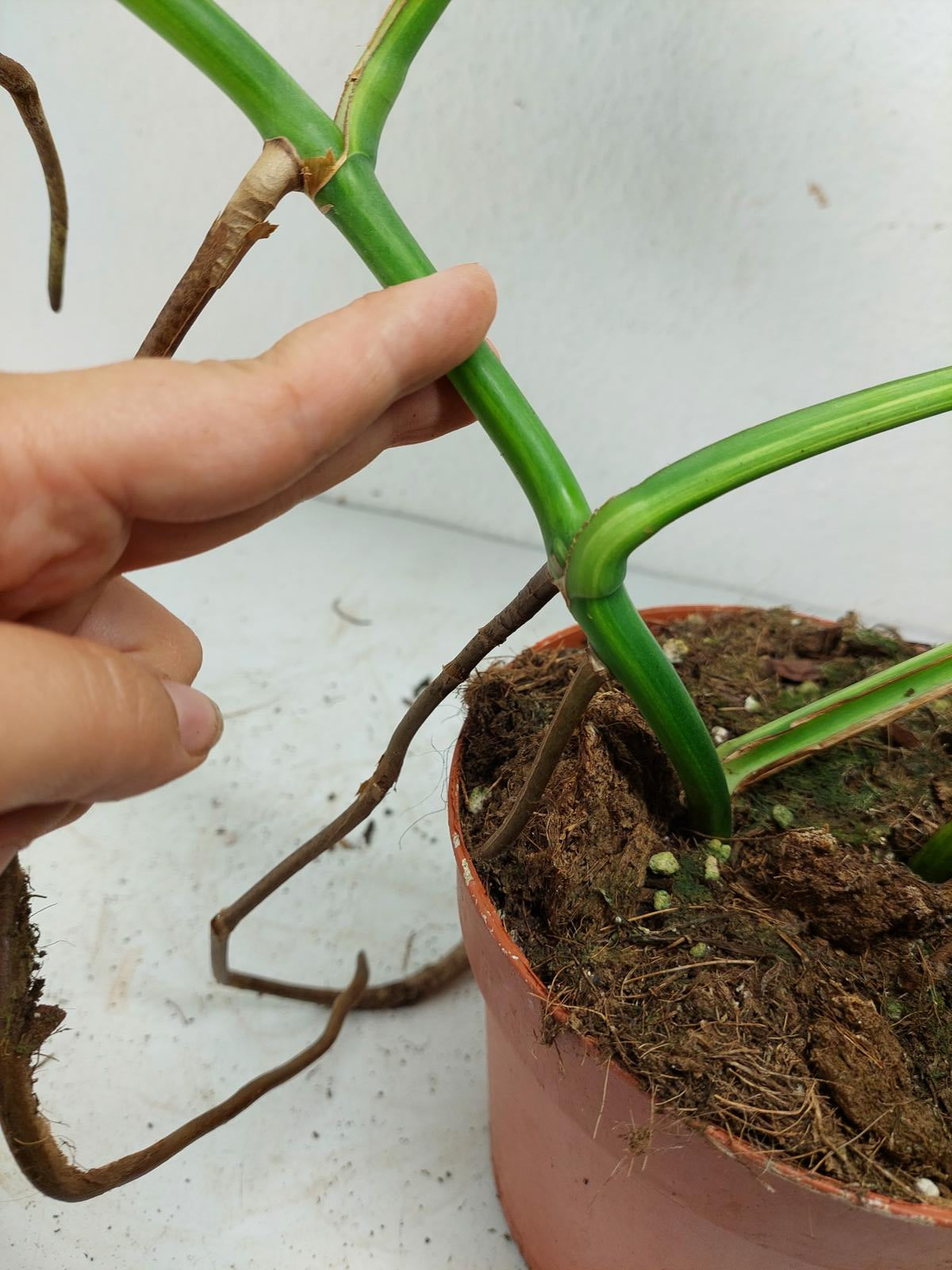 Monstera Aurea Steckling