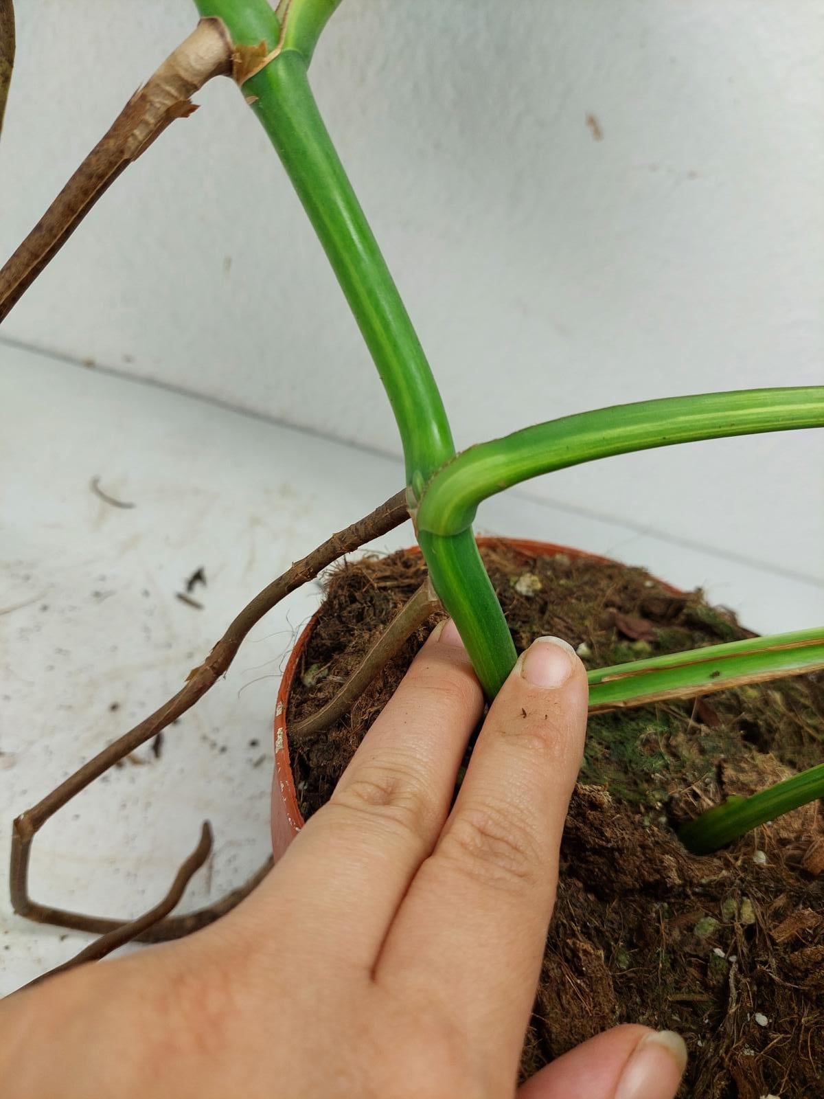 Monstera Aurea Steckling