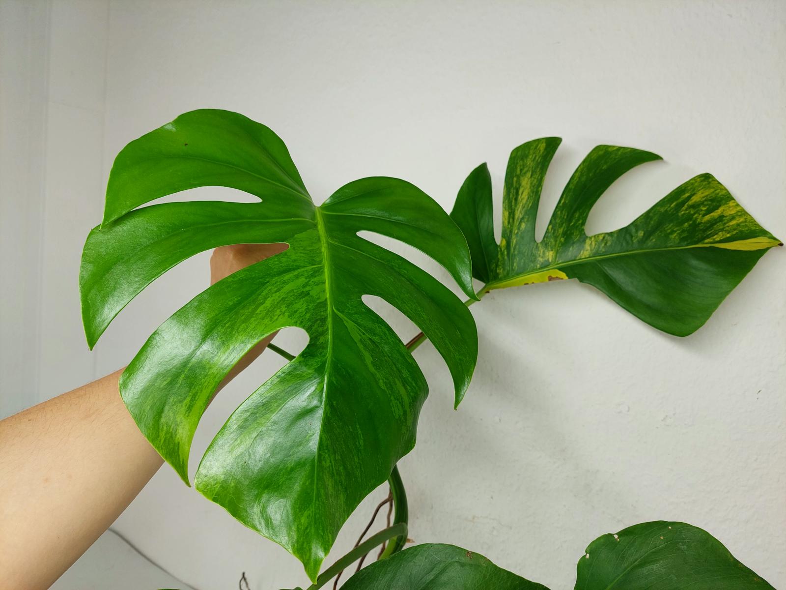 Monstera Aurea Steckling
