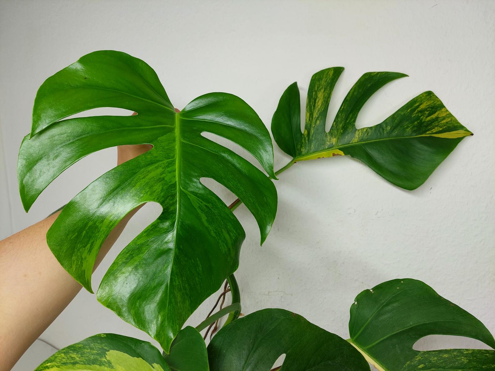 Monstera Aurea Steckling