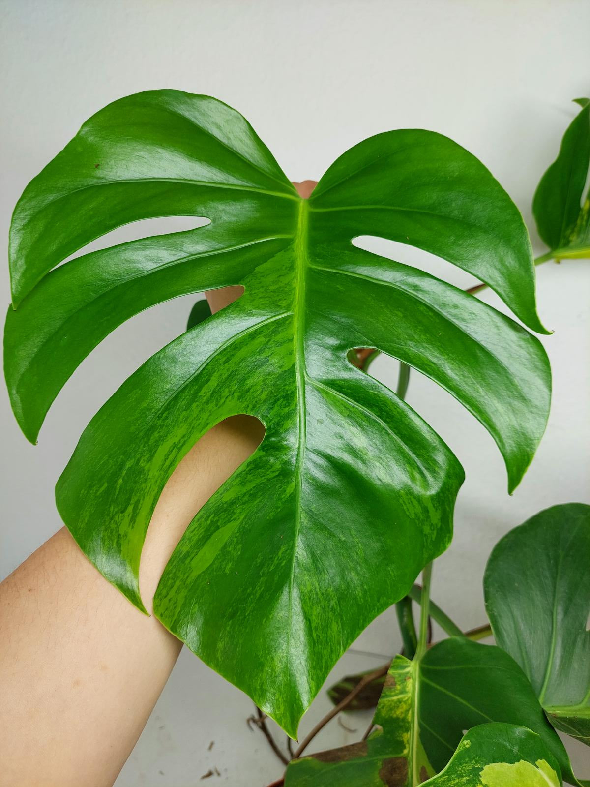 Monstera Aurea Steckling