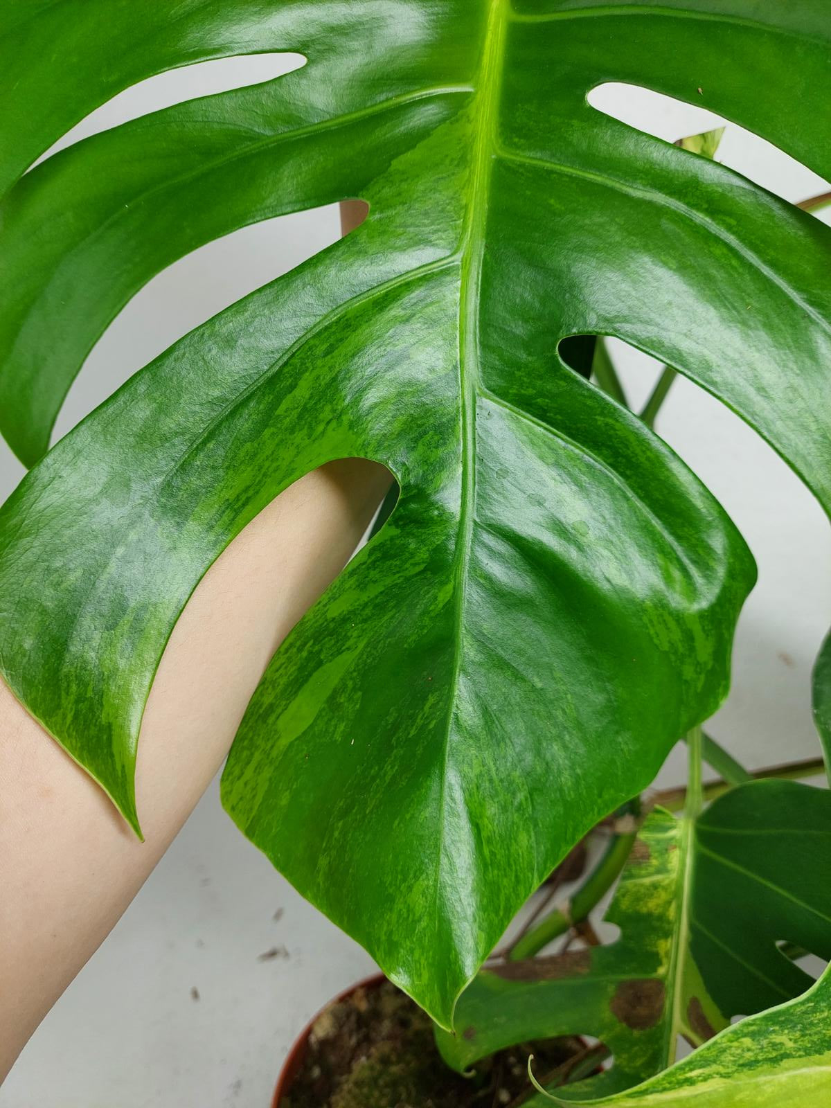 Monstera Aurea Steckling