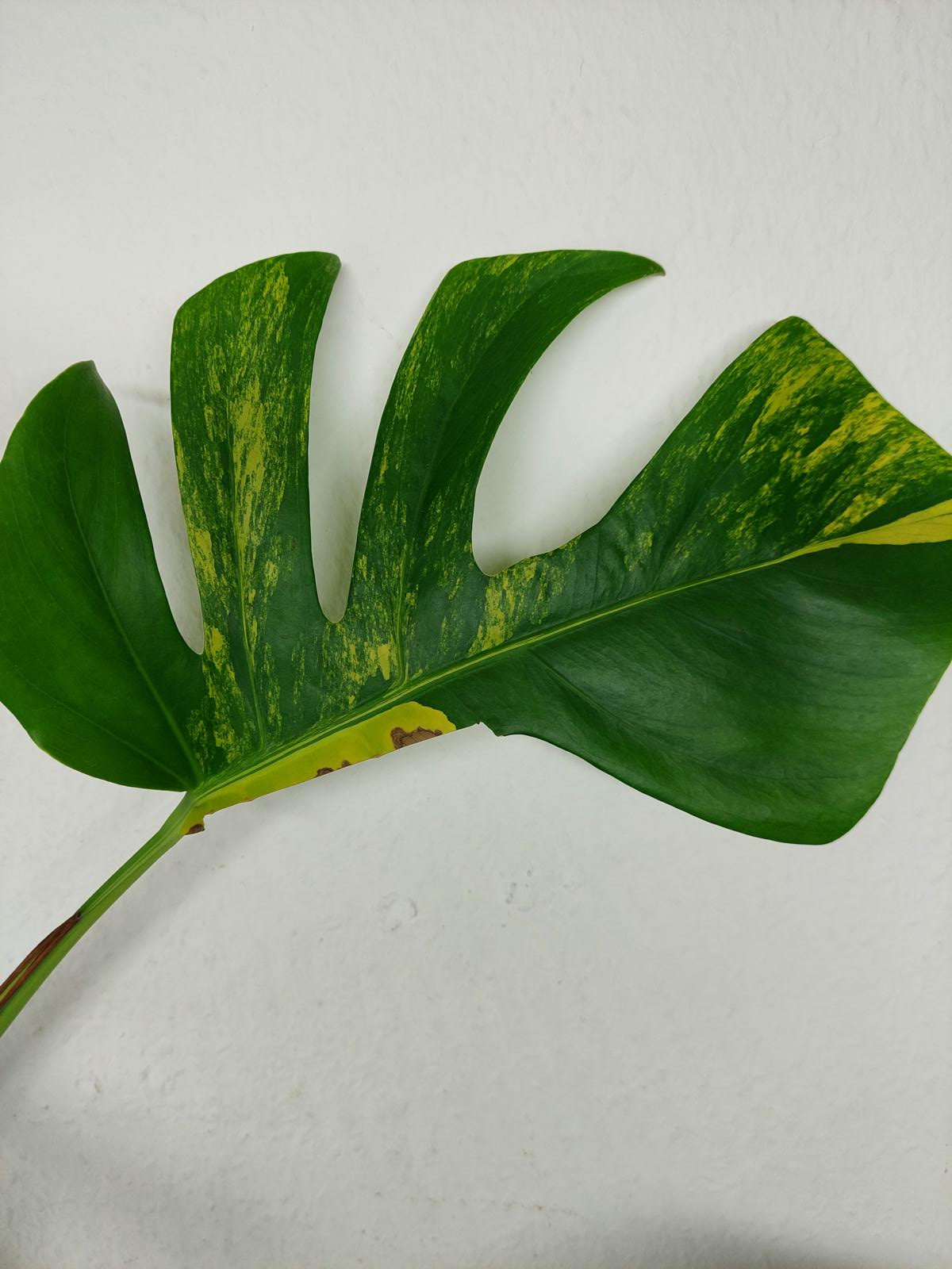 Monstera Aurea Steckling