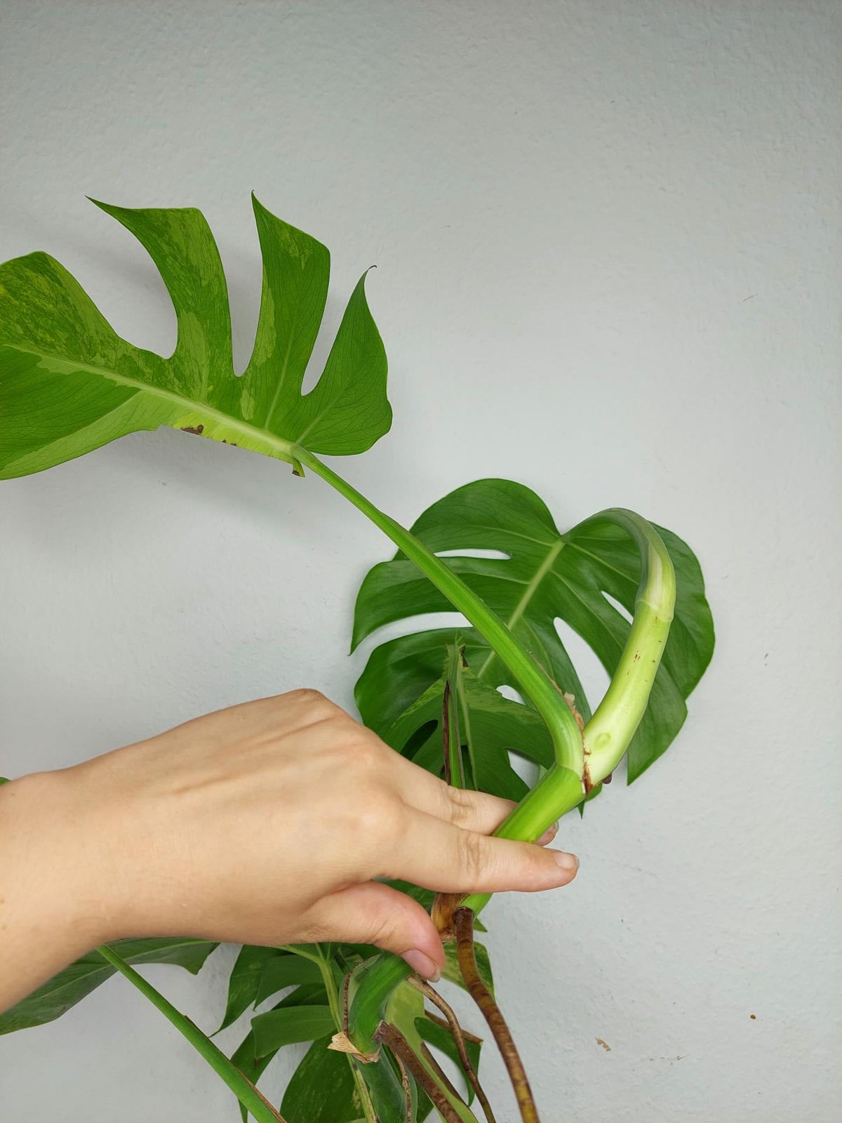 Monstera Aurea Steckling