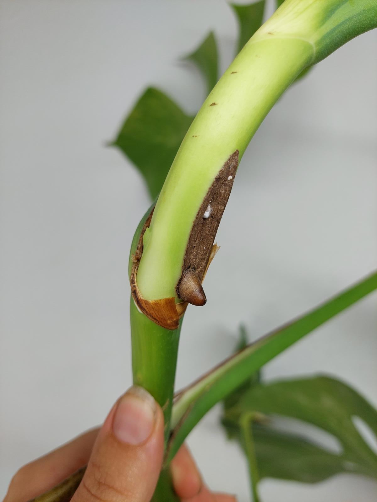 Monstera Aurea Steckling