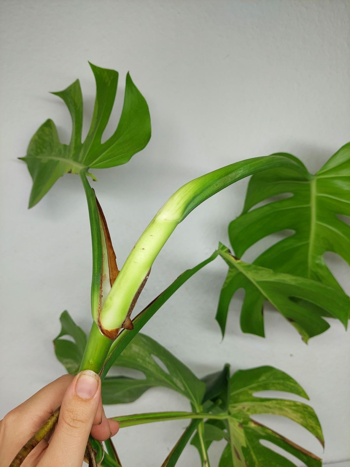 Monstera Aurea Steckling