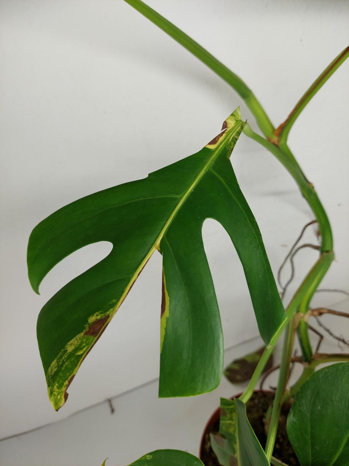 Monstera Aurea Steckling