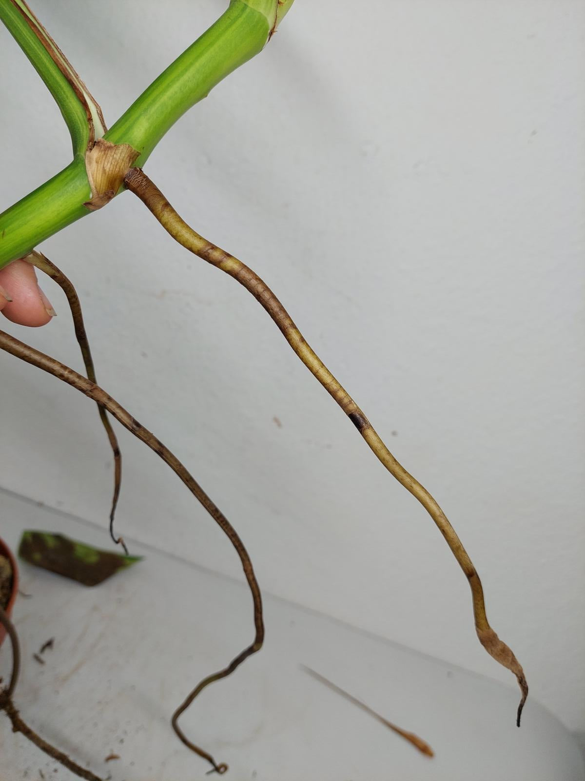 Monstera Aurea Steckling