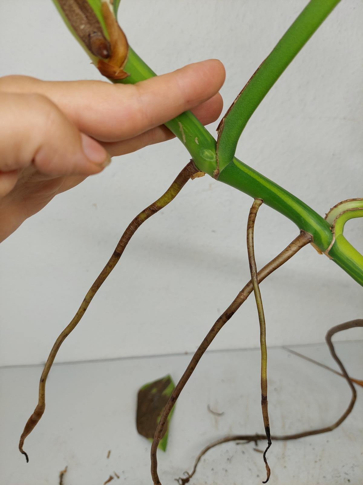 Monstera Aurea Steckling