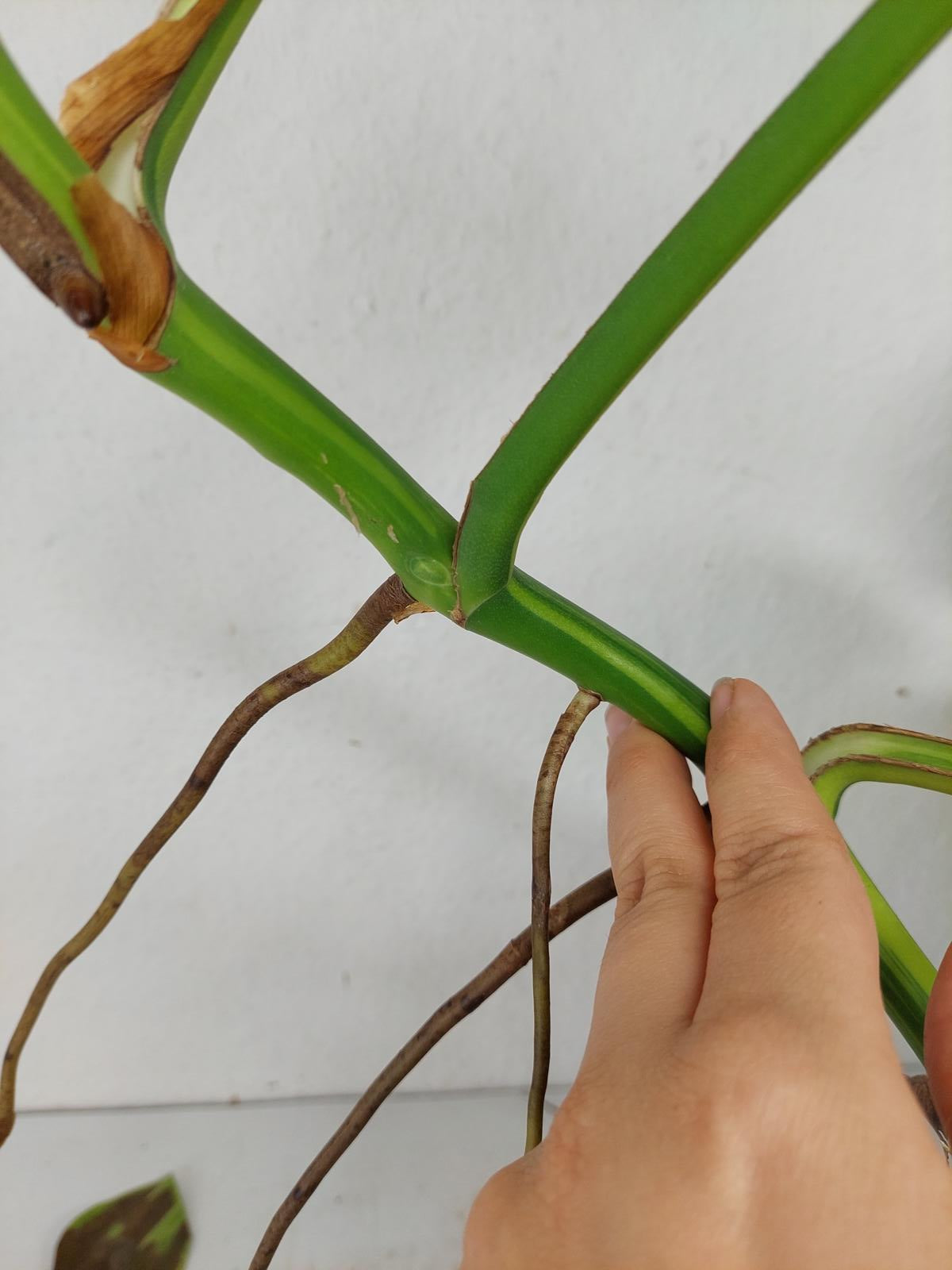 Monstera Aurea Steckling