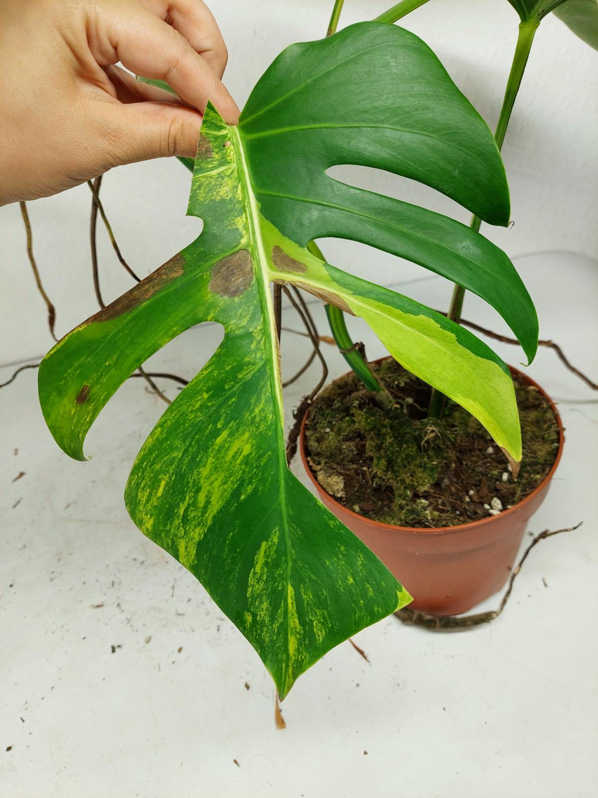 Monstera Aurea Steckling