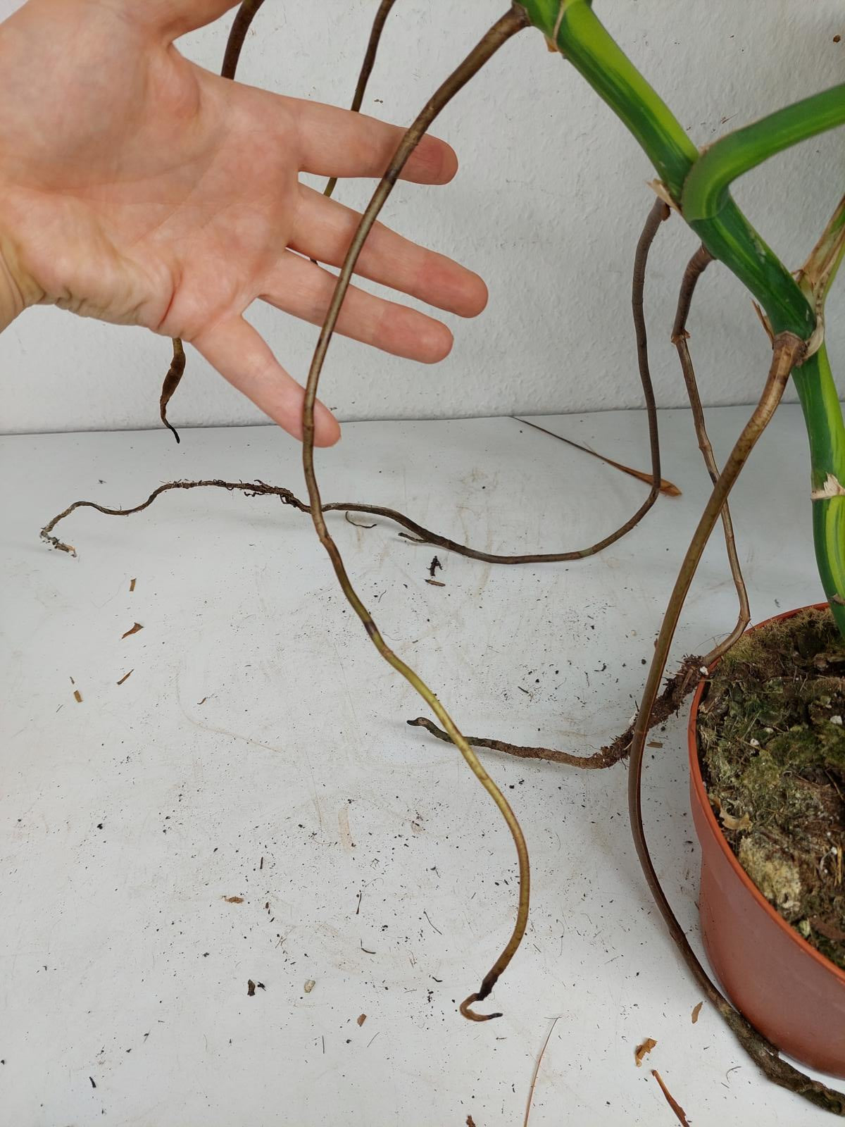 Monstera Aurea Steckling