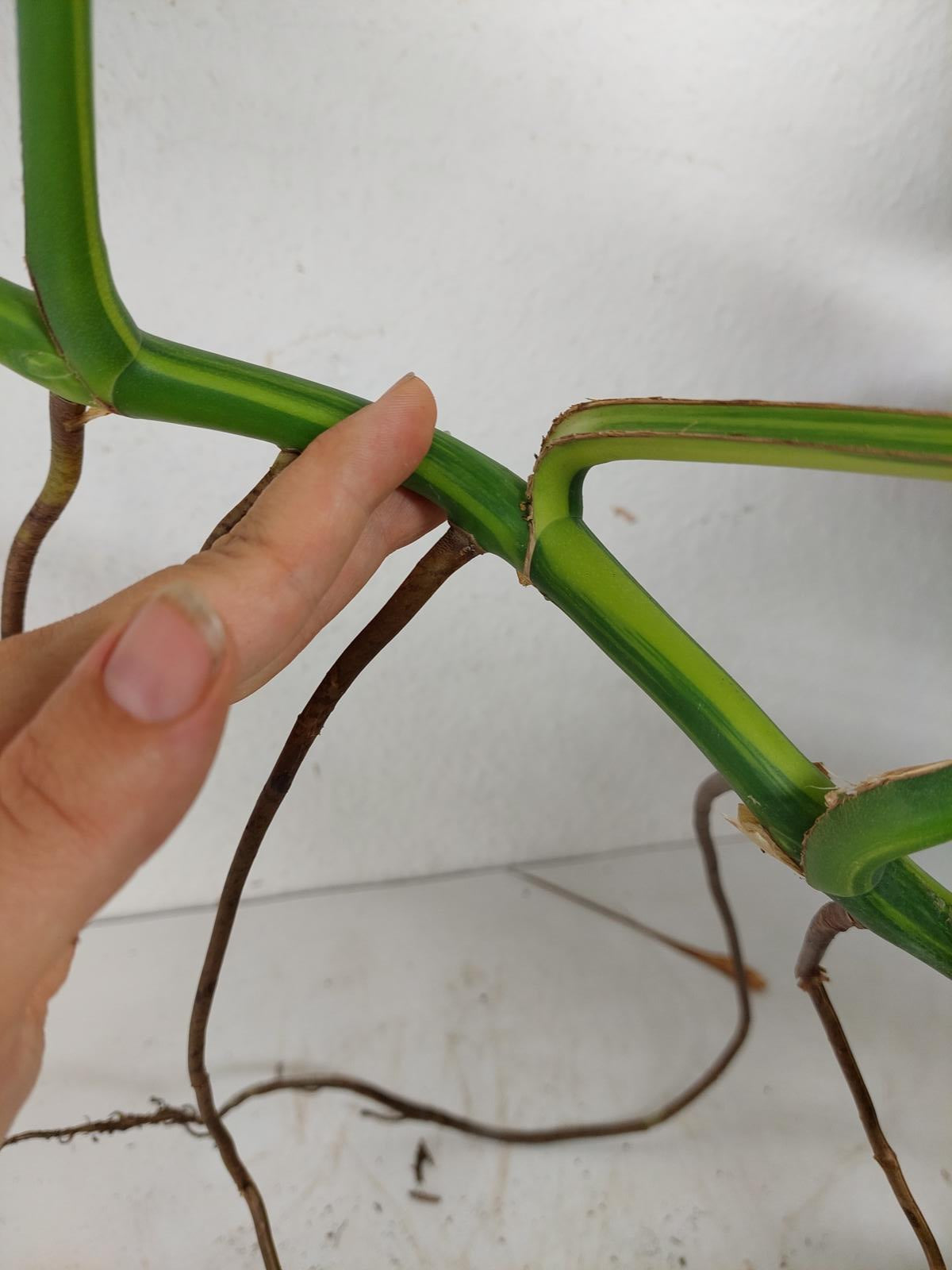 Monstera Aurea Steckling
