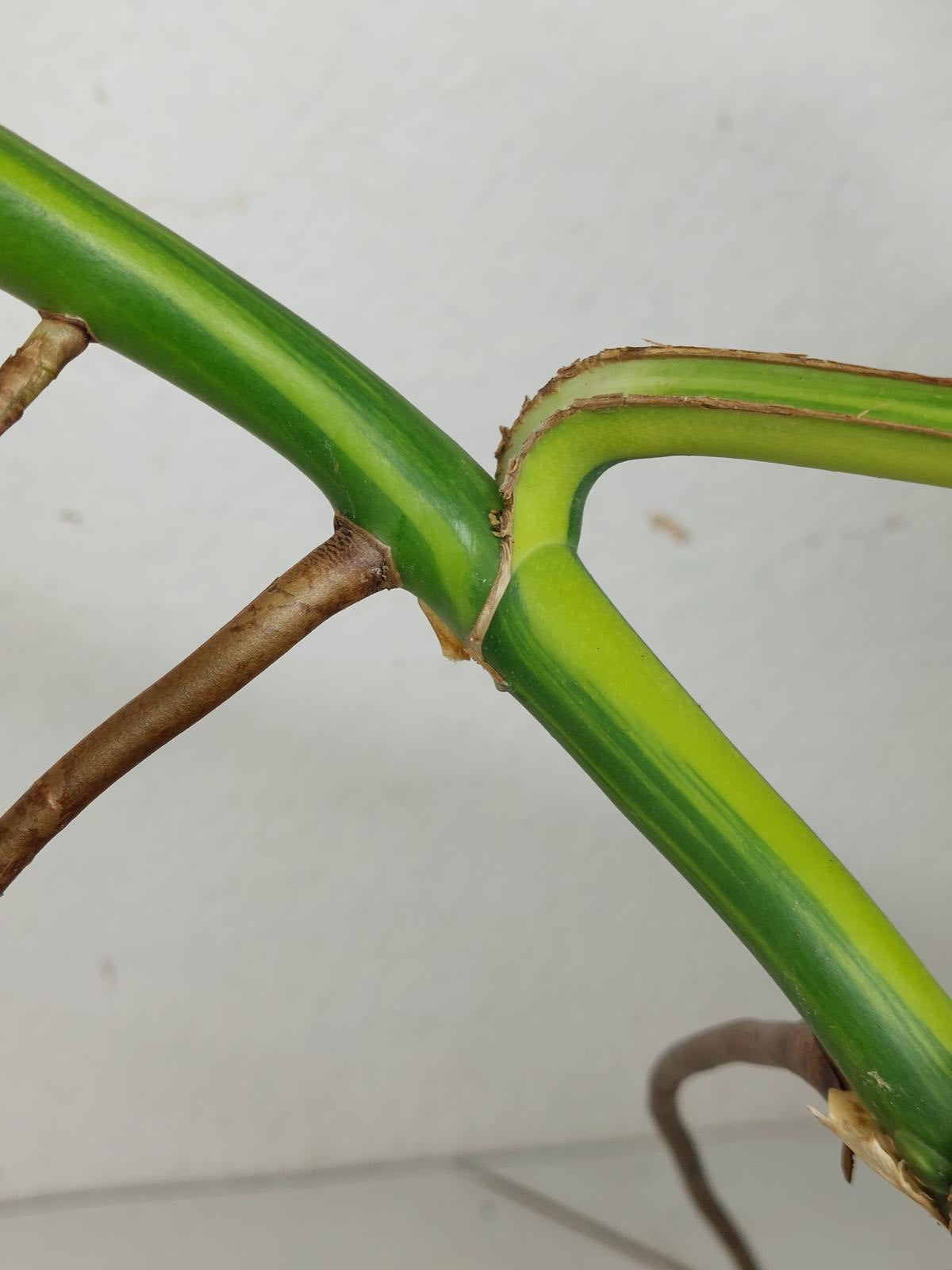Monstera Aurea Steckling