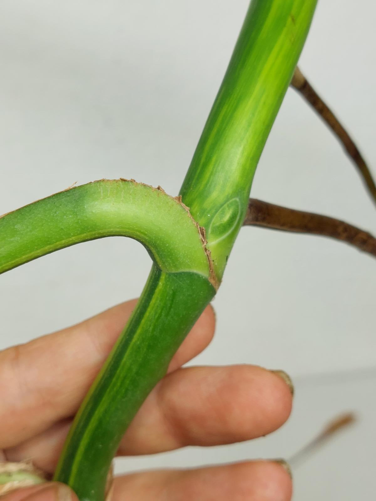 Monstera Aurea Steckling