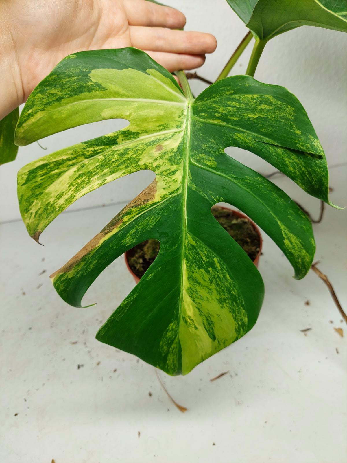 Monstera Aurea Steckling
