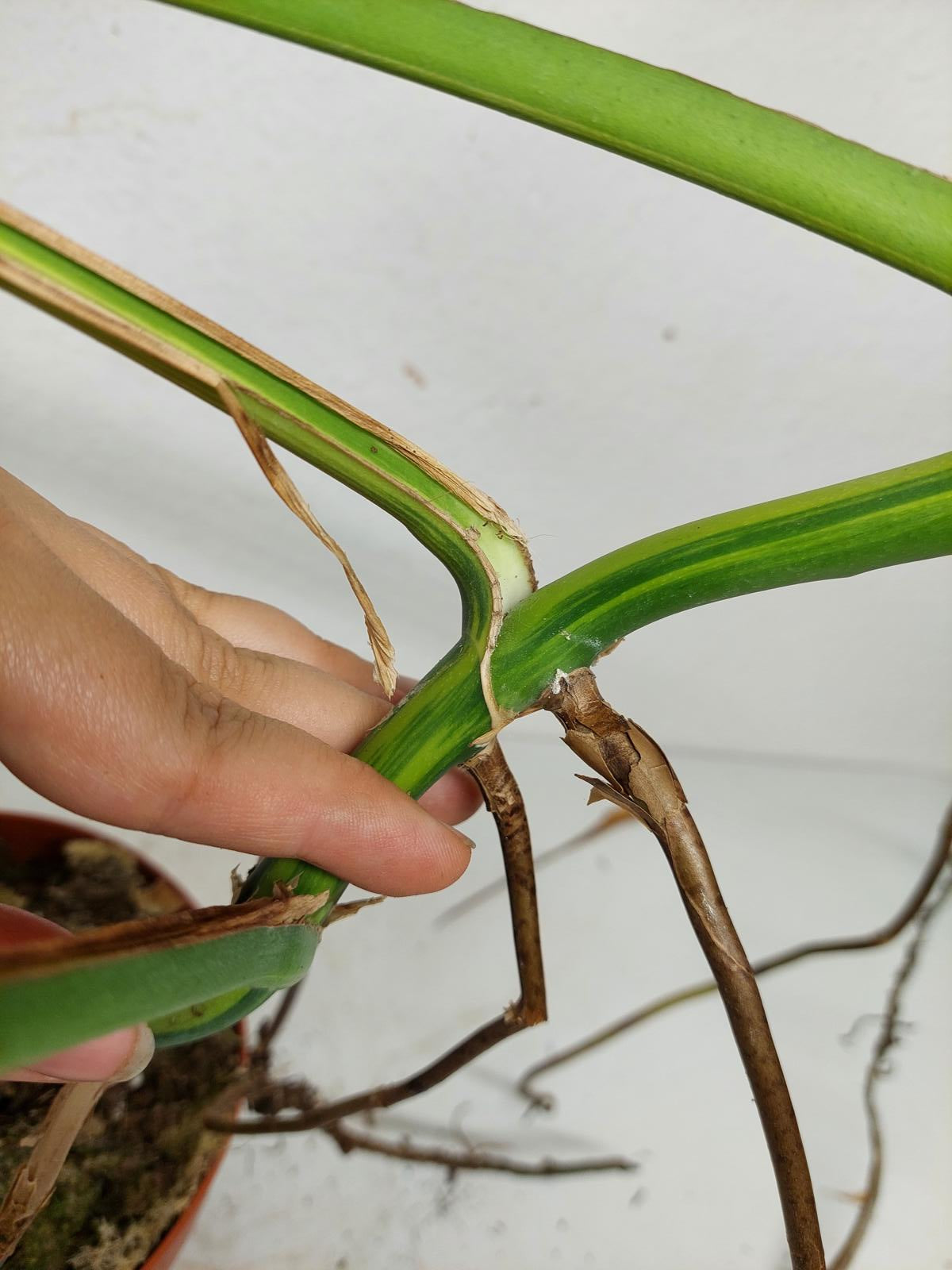 Monstera Aurea Steckling